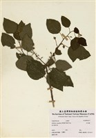 藏品(扛香藤)的圖片